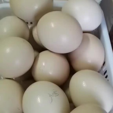 鸵鸟蛋出售中，需要的联系