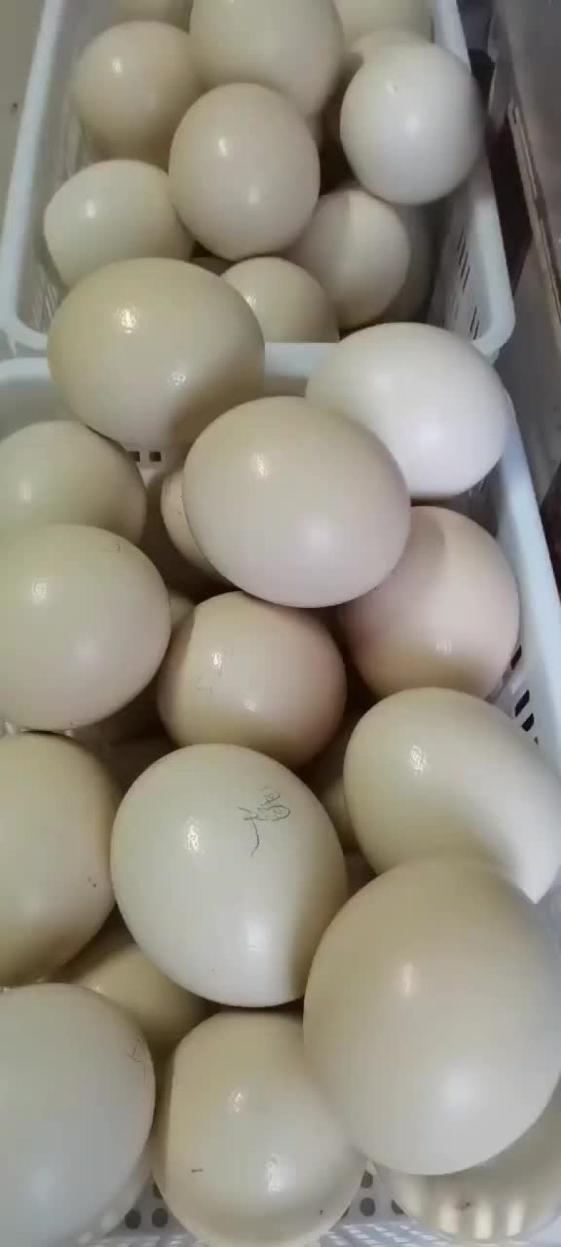 鸵鸟蛋出售中，需要的联系