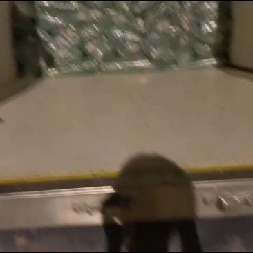 原产地供应高品质苇叶