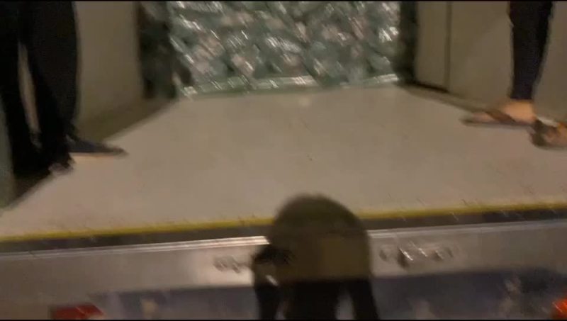 原产地供应高品质苇叶