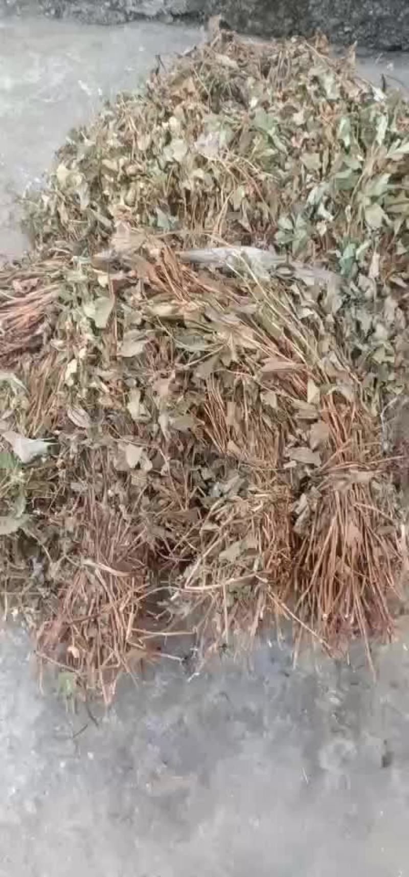 鱼腥草无杂质全新通货，中国人自己的药材
