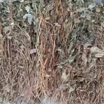 鱼腥草无杂质全新通货，中国人自己的药材