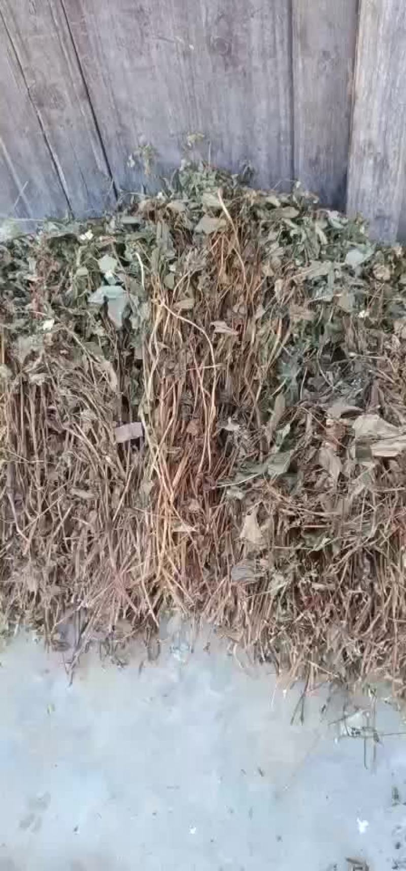 鱼腥草无杂质全新通货，中国人自己的药材