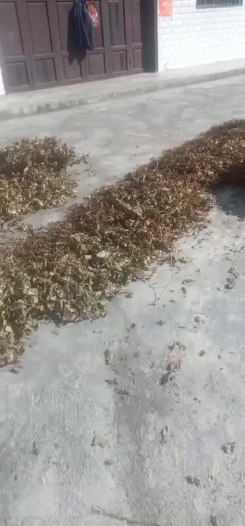 鱼腥草无杂质全新通货，中国人自己的药材
