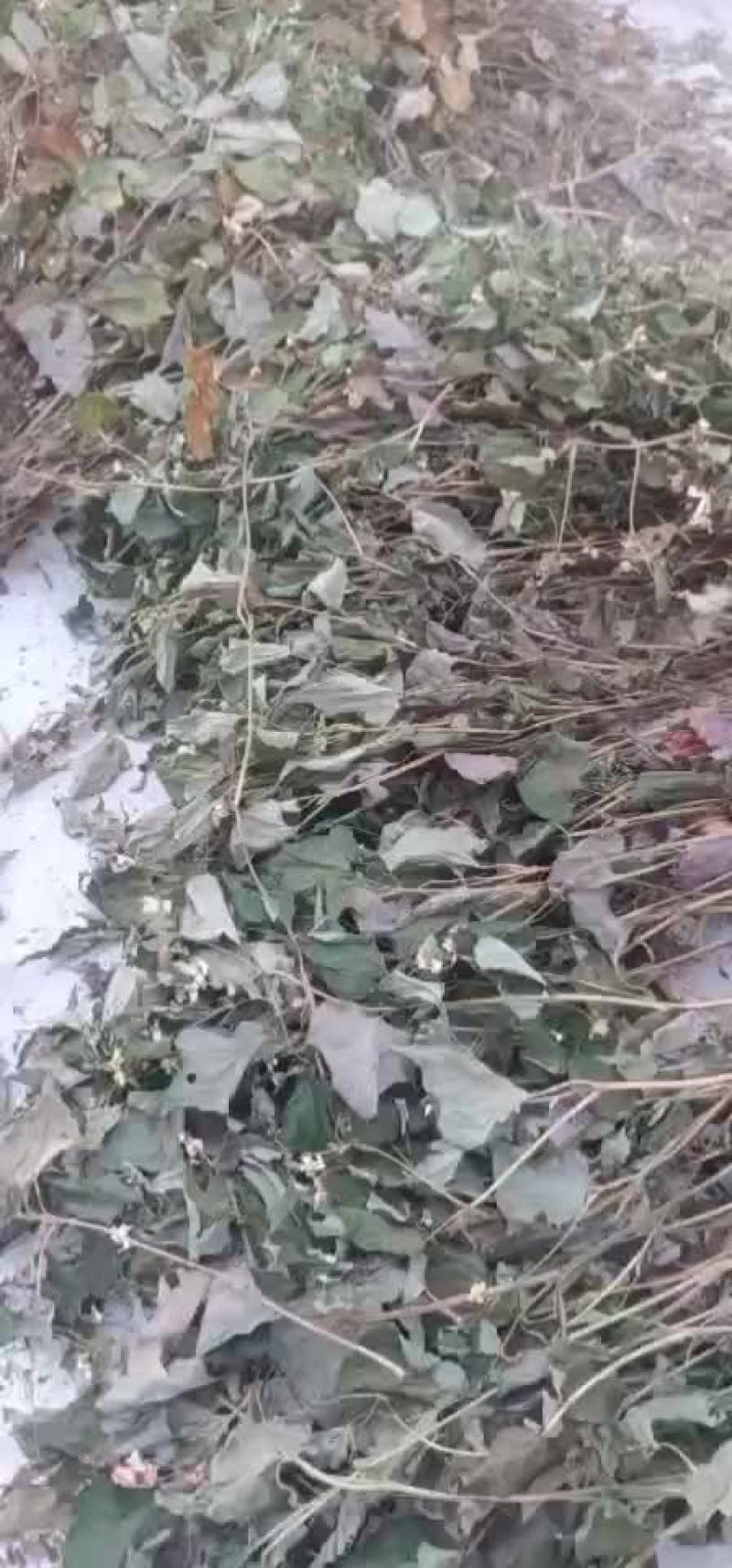 鱼腥草无杂质全新通货，中国人自己的药材