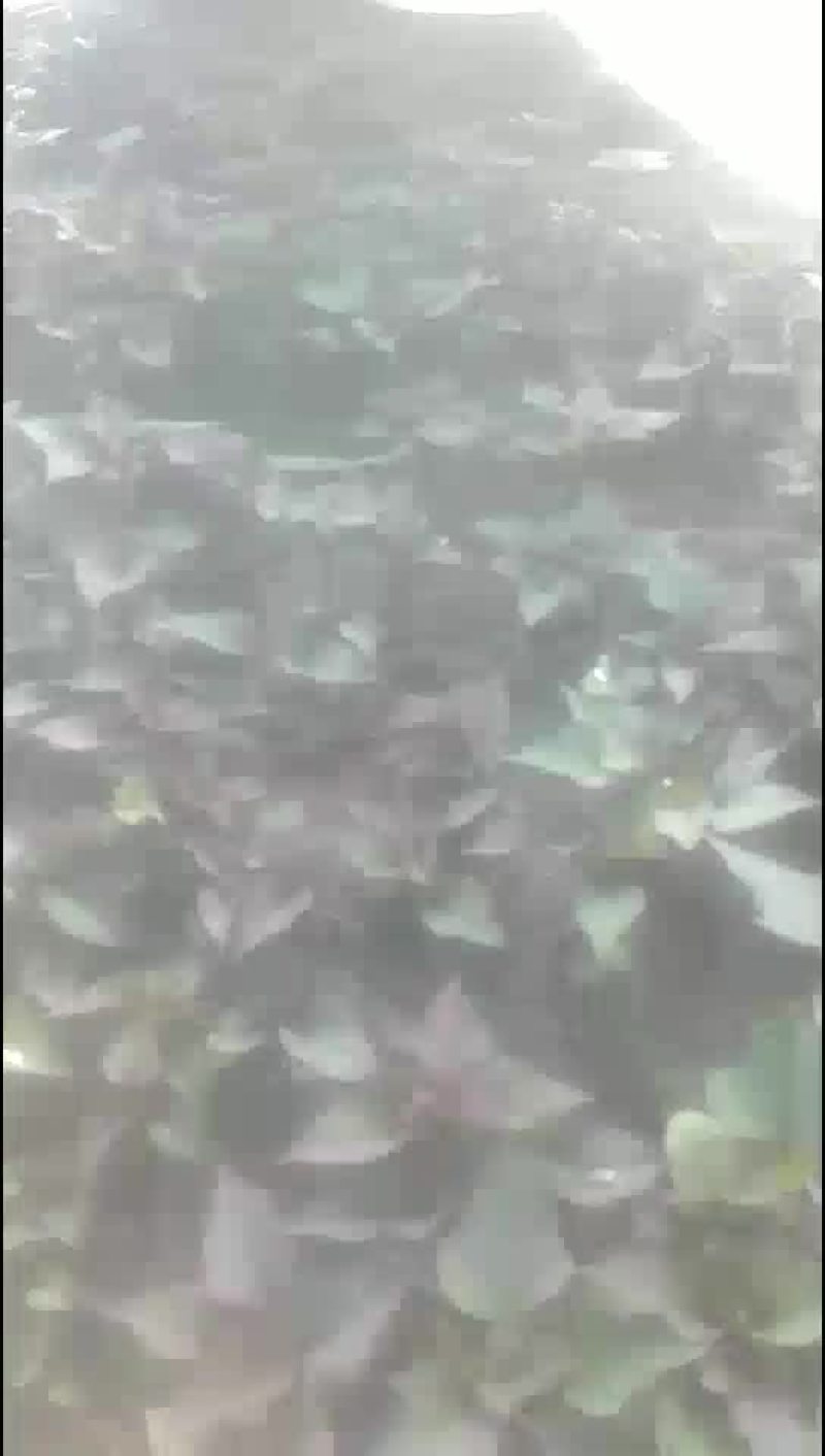 红薯苗基地批发北方东北辽宁鞍山海城