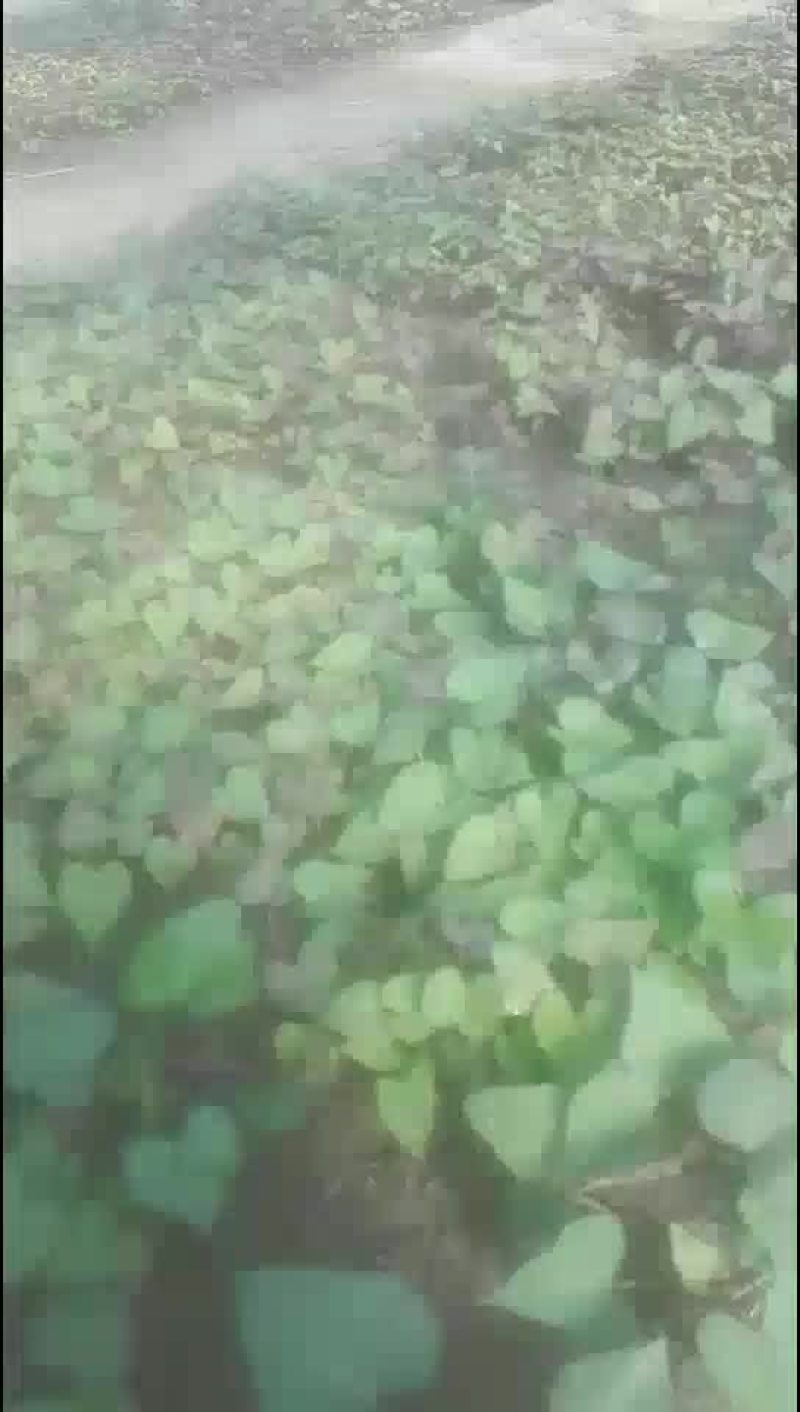 红薯苗基地批发北方东北辽宁鞍山海城