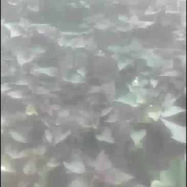 红薯苗基地批发北方东北辽宁鞍山海城