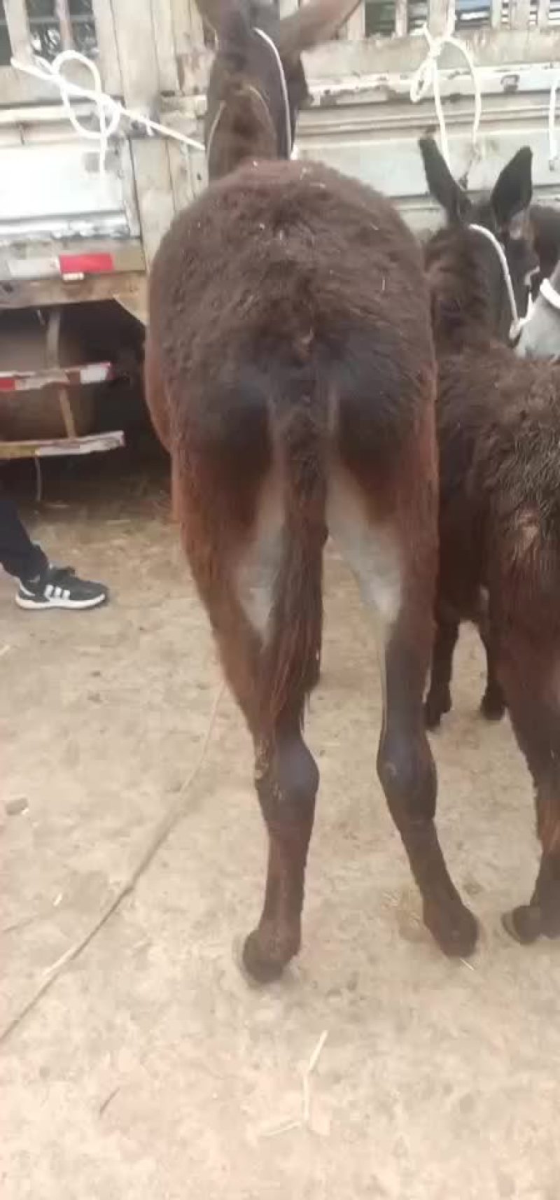 毛驴驹子，小毛驴，毛驴苗，德州驴，土毛驴，杂交驴。乌头驴