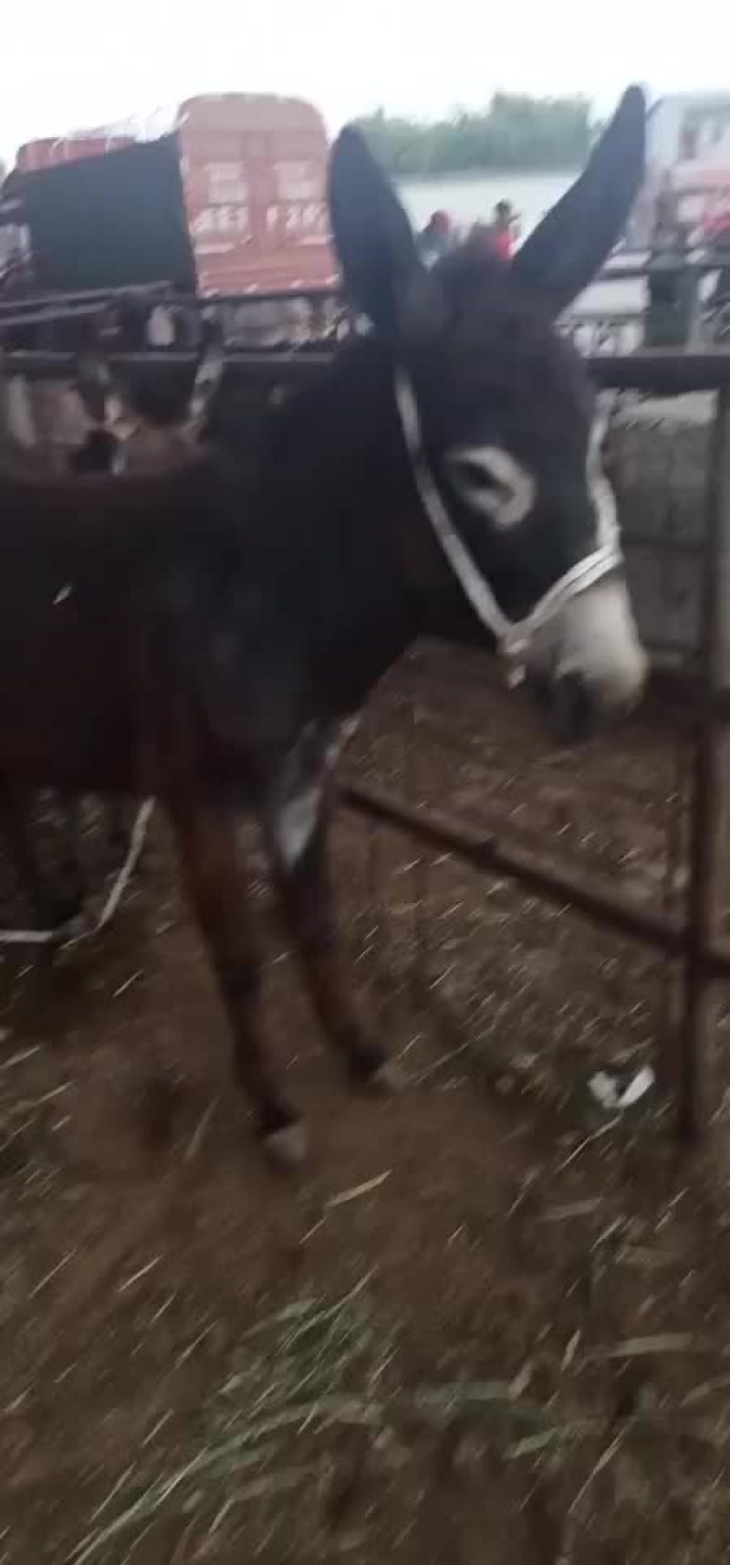 毛驴驹子，小毛驴，毛驴苗，德州驴，土毛驴，杂交驴。乌头驴