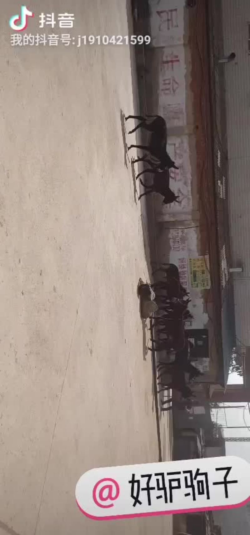 毛驴驹子，小毛驴，毛驴苗，德州驴，土毛驴，杂交驴。乌头驴
