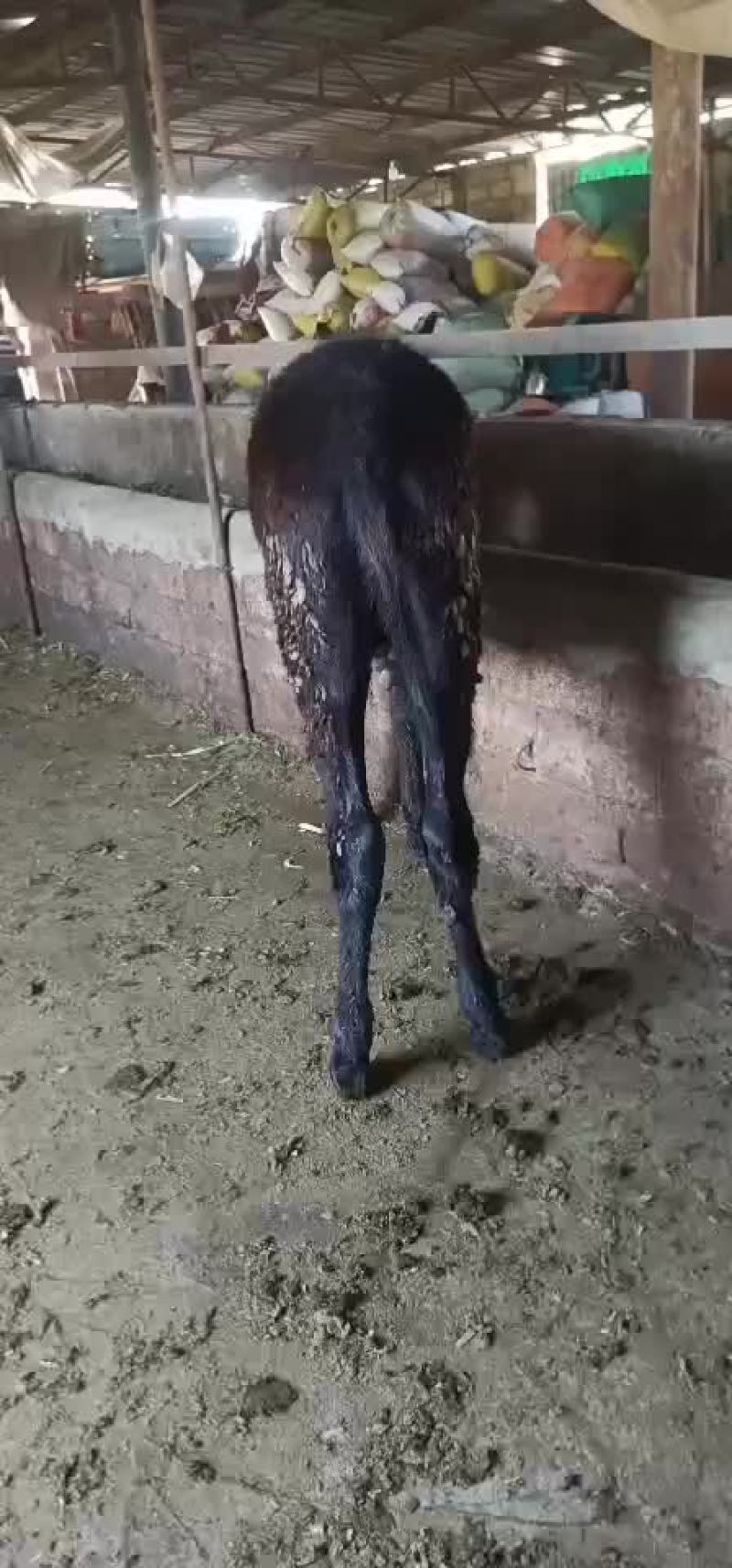 毛驴驹子，小毛驴，毛驴苗，德州驴，土毛驴，杂交驴。乌头驴