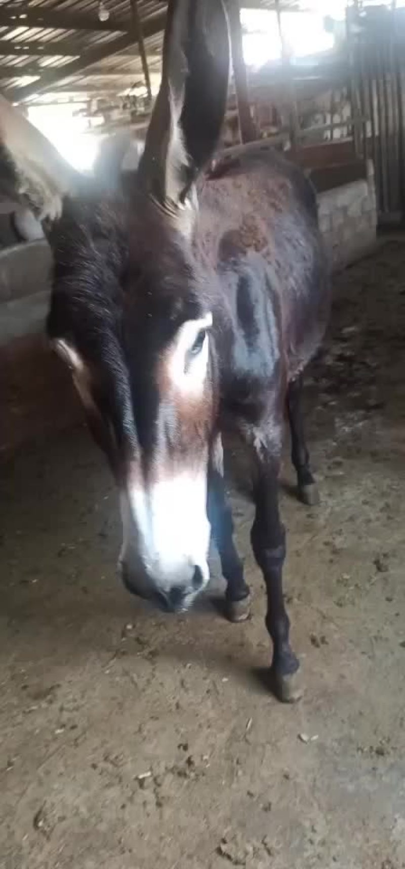 毛驴驹子，小毛驴，毛驴苗，德州驴，土毛驴，杂交驴。乌头驴