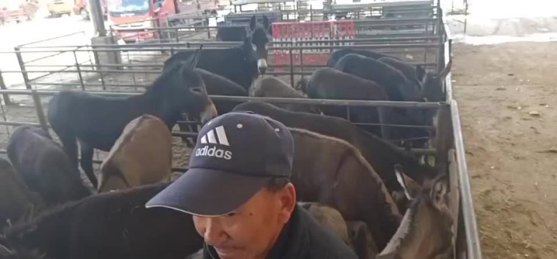 毛驴驹子，小毛驴，毛驴苗，德州驴，土毛驴，杂交驴。乌头驴