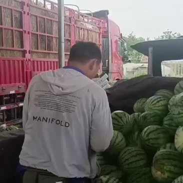 夏邑西瓜