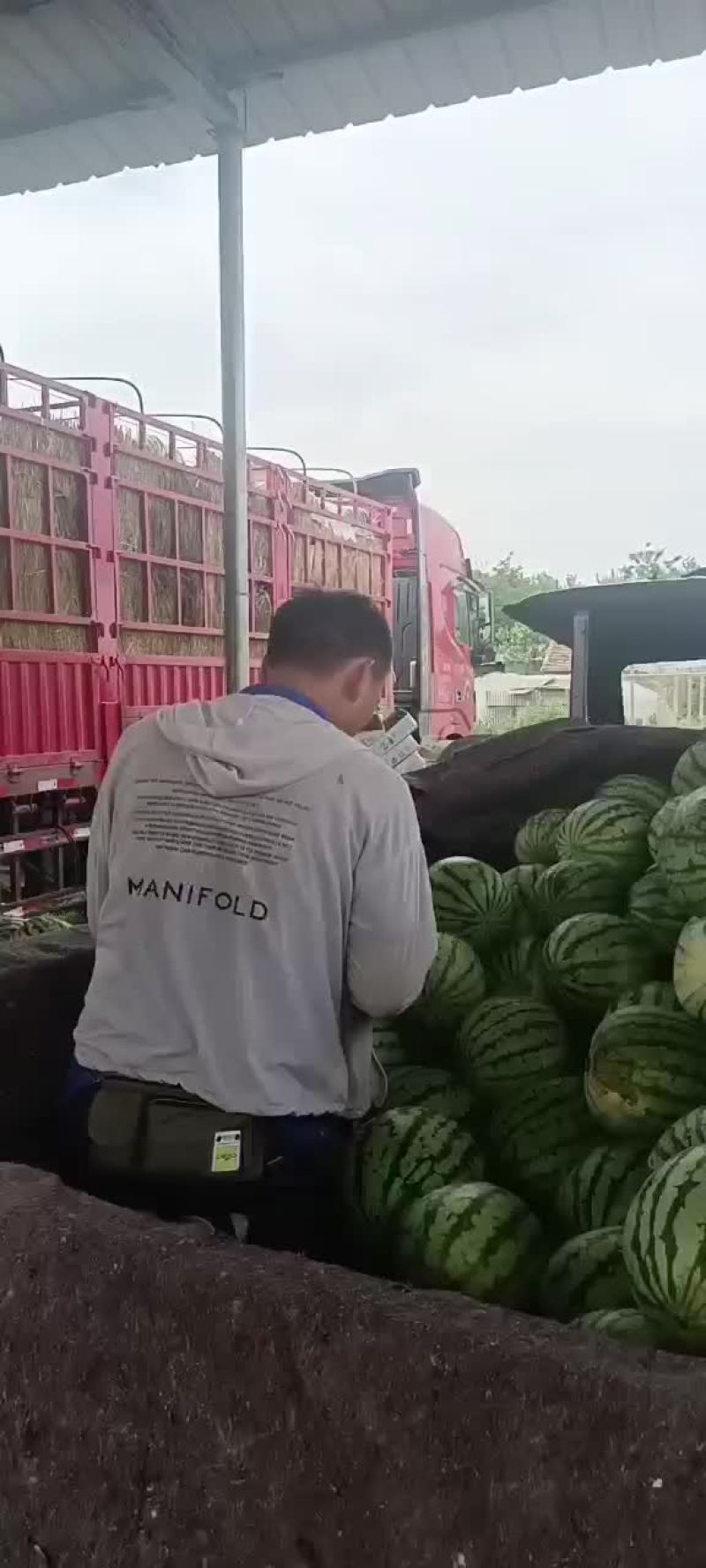 夏邑西瓜