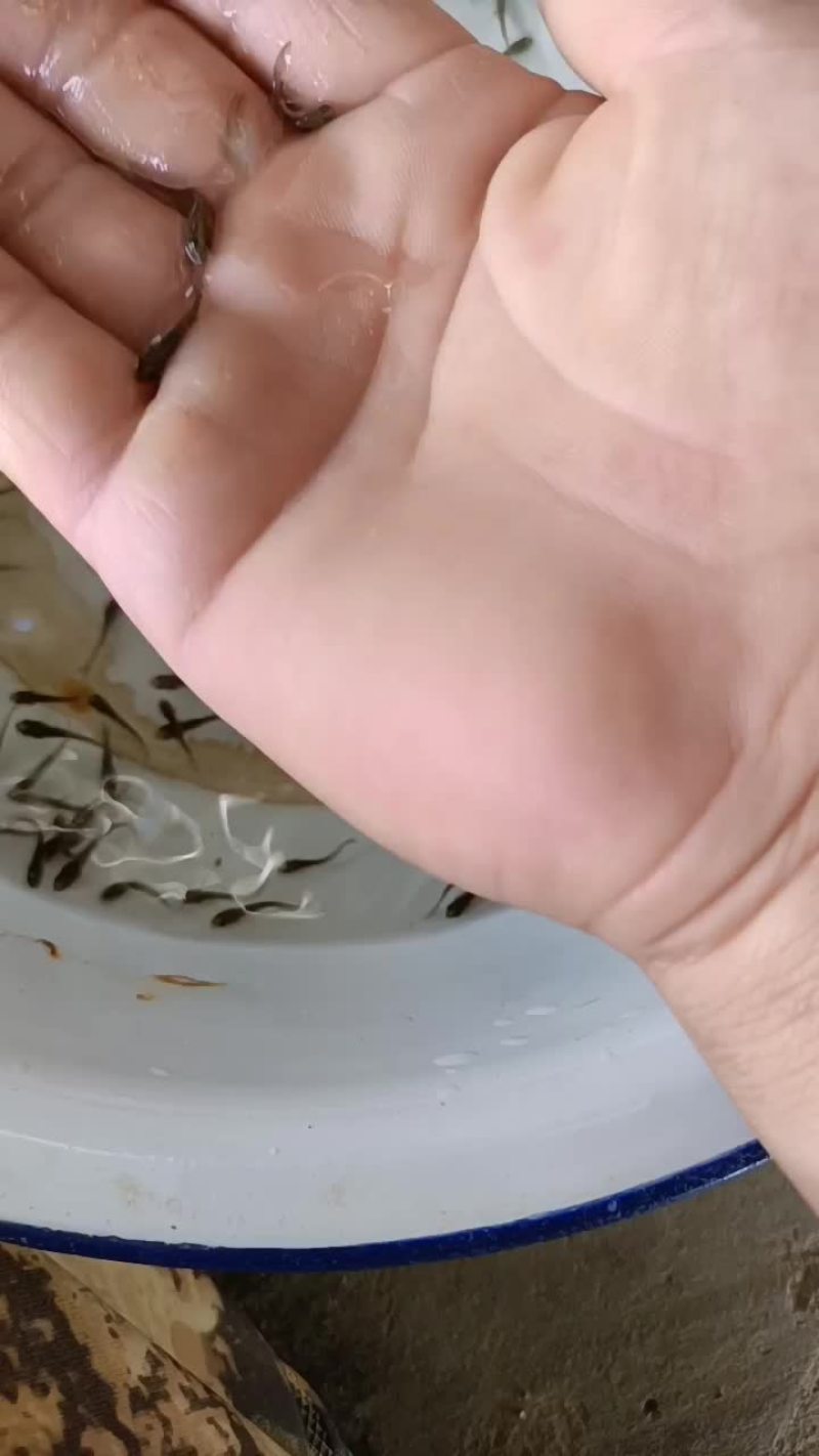 白鲢鱼苗