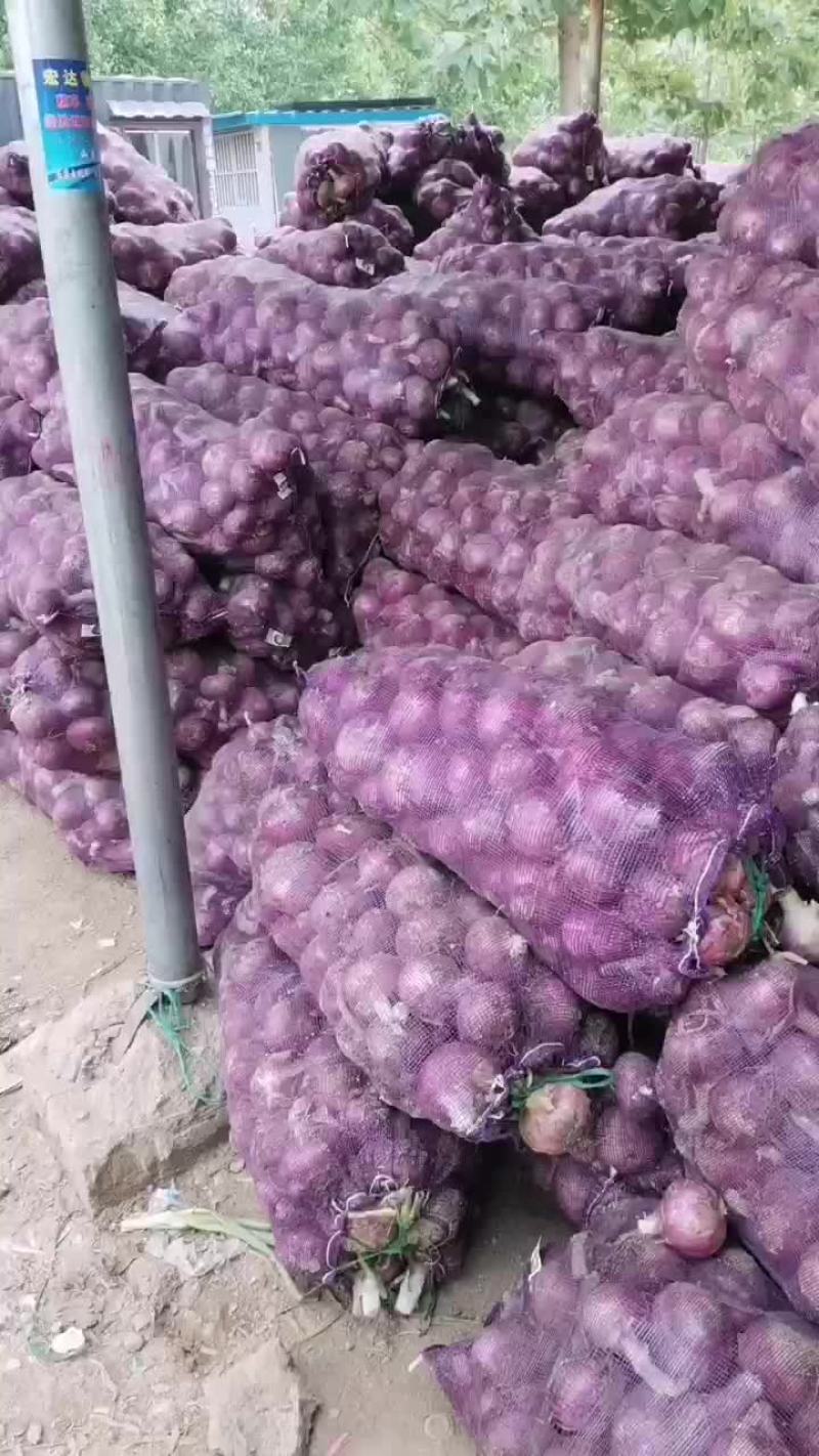 洋葱