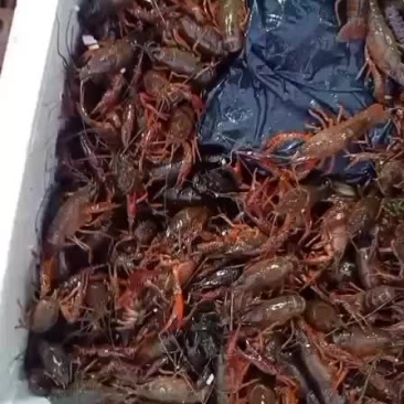 农夫产品，洪湖优质小龙虾。
