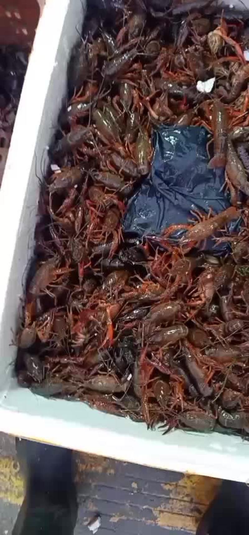 农夫产品，洪湖优质小龙虾。