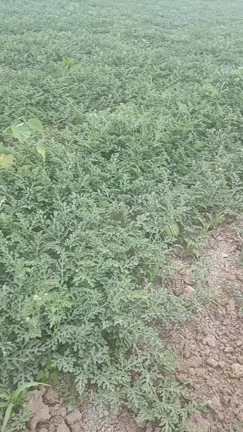 西瓜