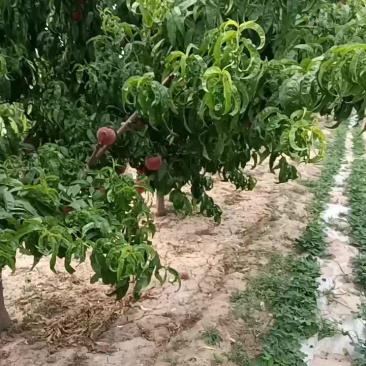 精品春雪桃子颜色全红品质优良大量上市欢迎来电