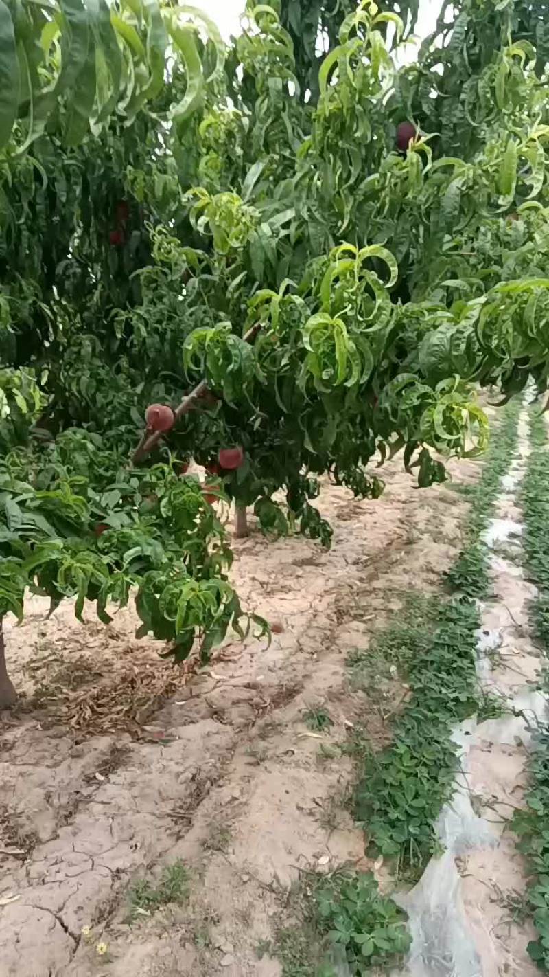 精品春雪桃子颜色全红品质优良大量上市欢迎来电