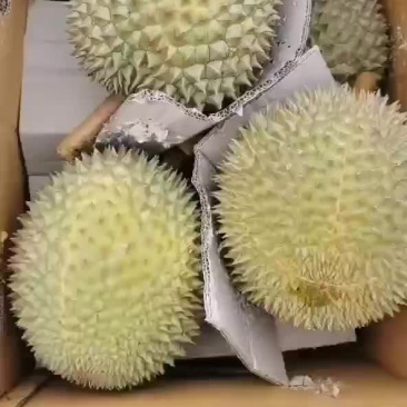 泰国榴莲产地直发高碑店市场。
