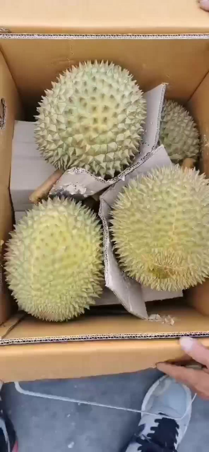 泰国榴莲产地直发高碑店市场。