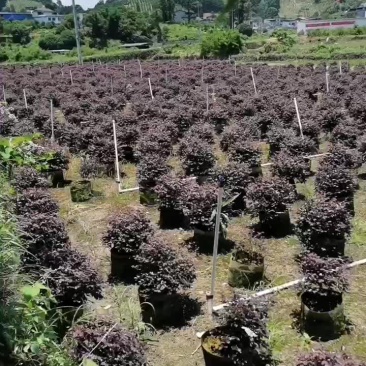 红继木球