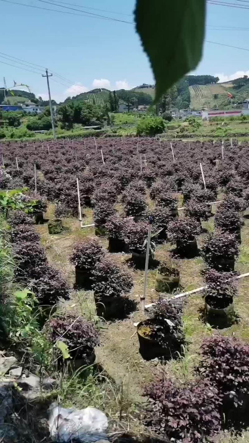 红继木球
