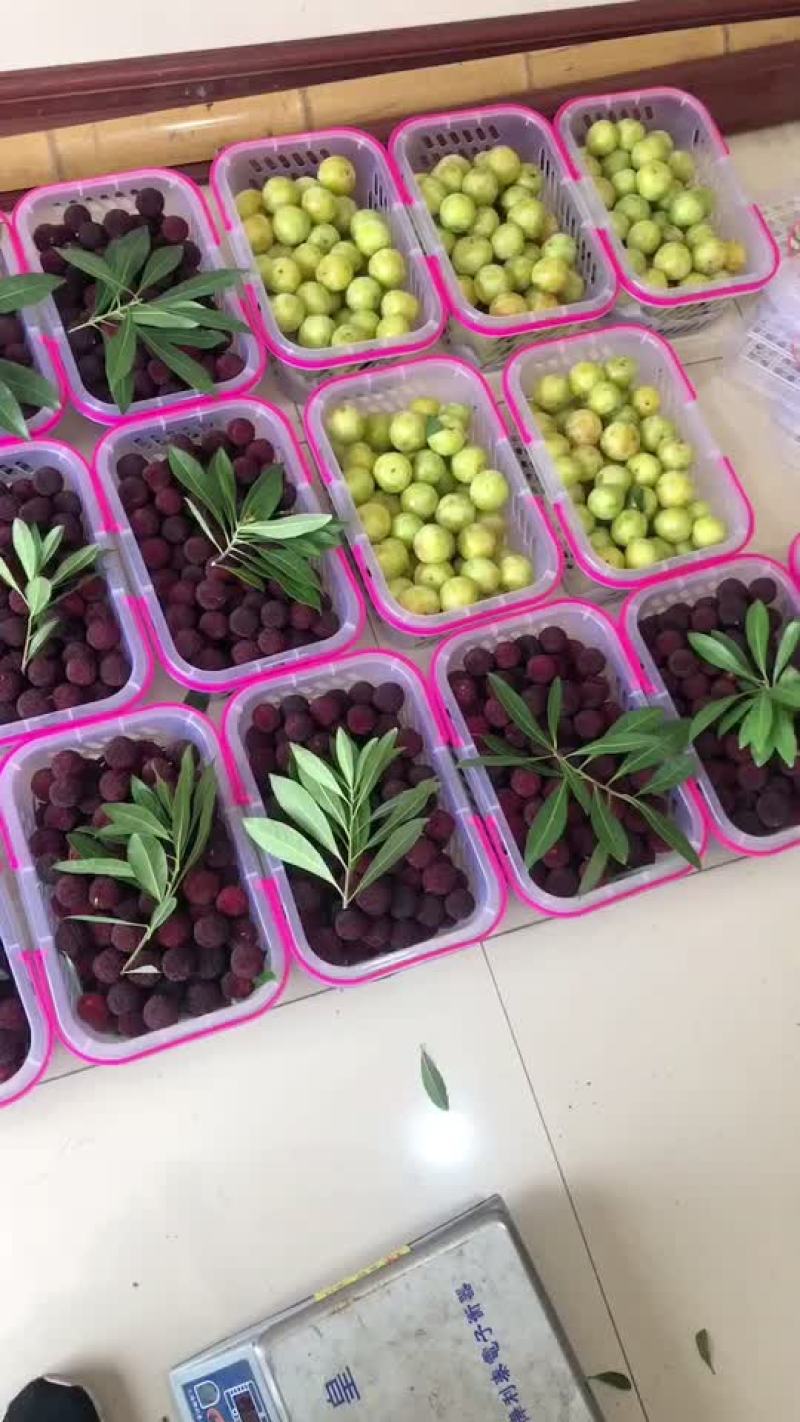 东山乌紫杨梅