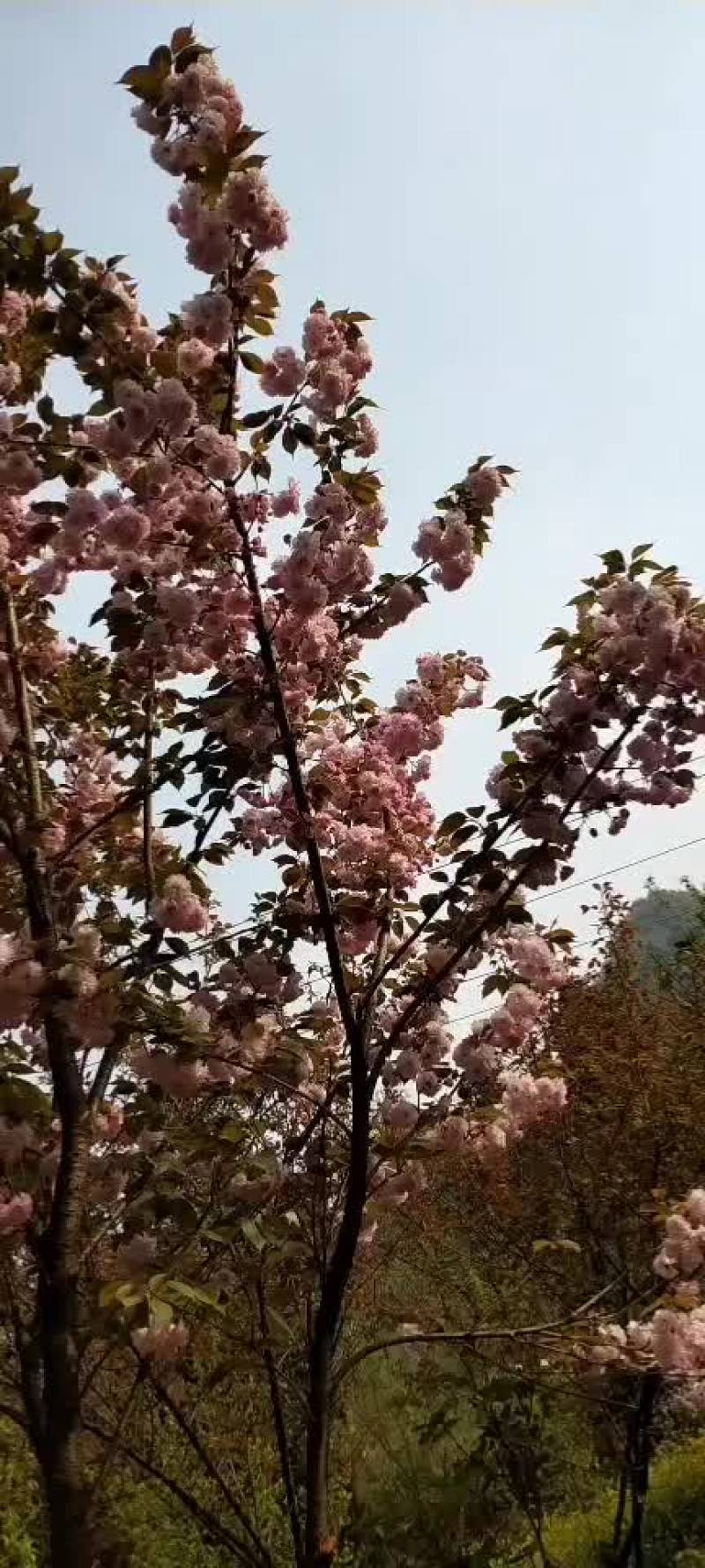 花期用40天，鲜艳美丽