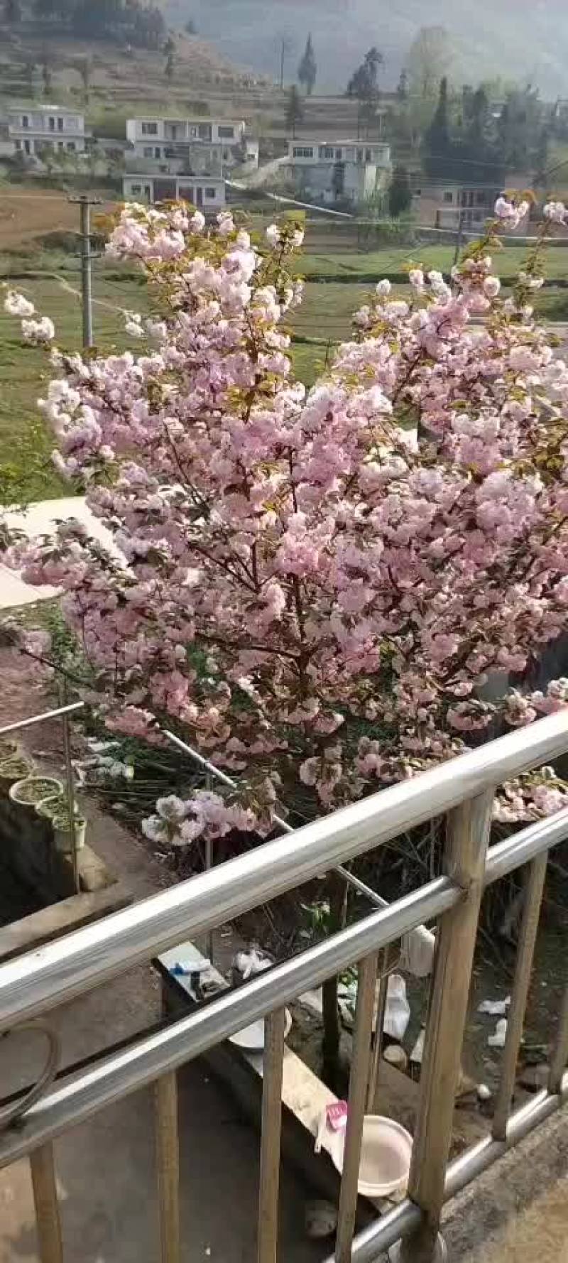 花期用40天，鲜艳美丽