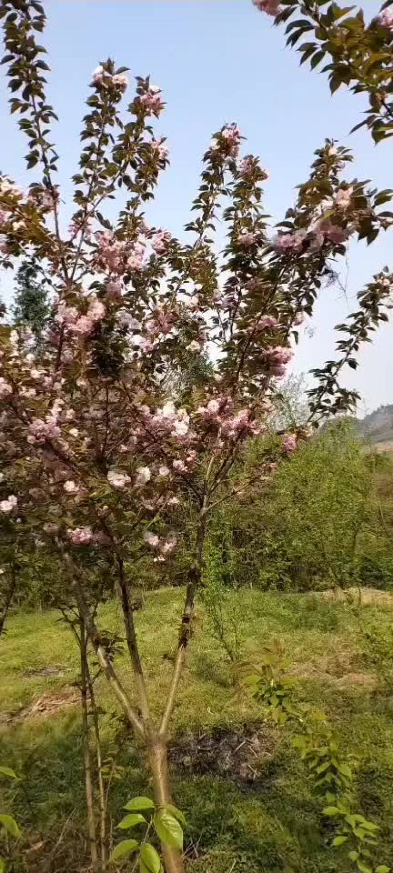 花期用40天，鲜艳美丽