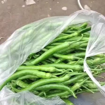 茄子