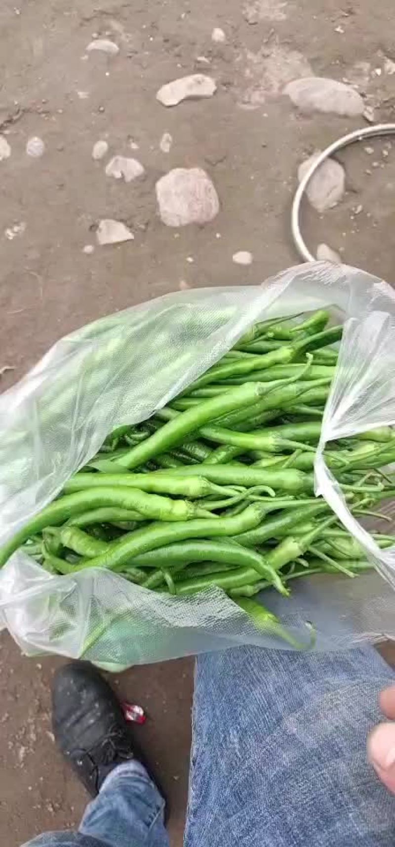 茄子