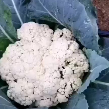 本地花菜价格美丽