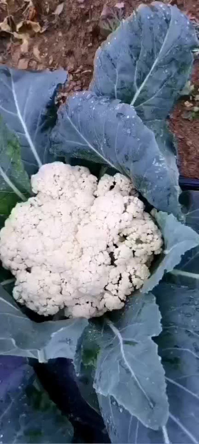 本地花菜价格美丽
