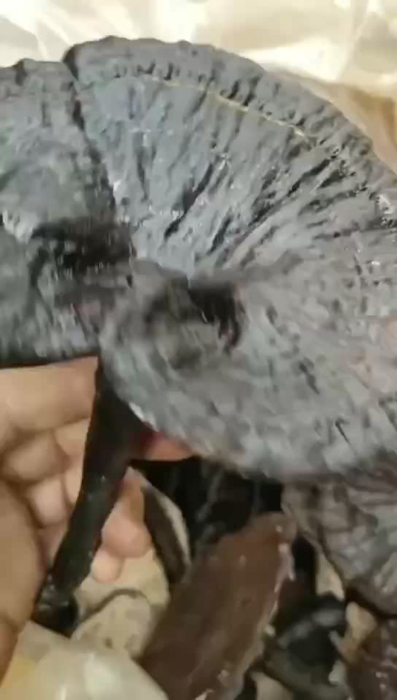 灵芝