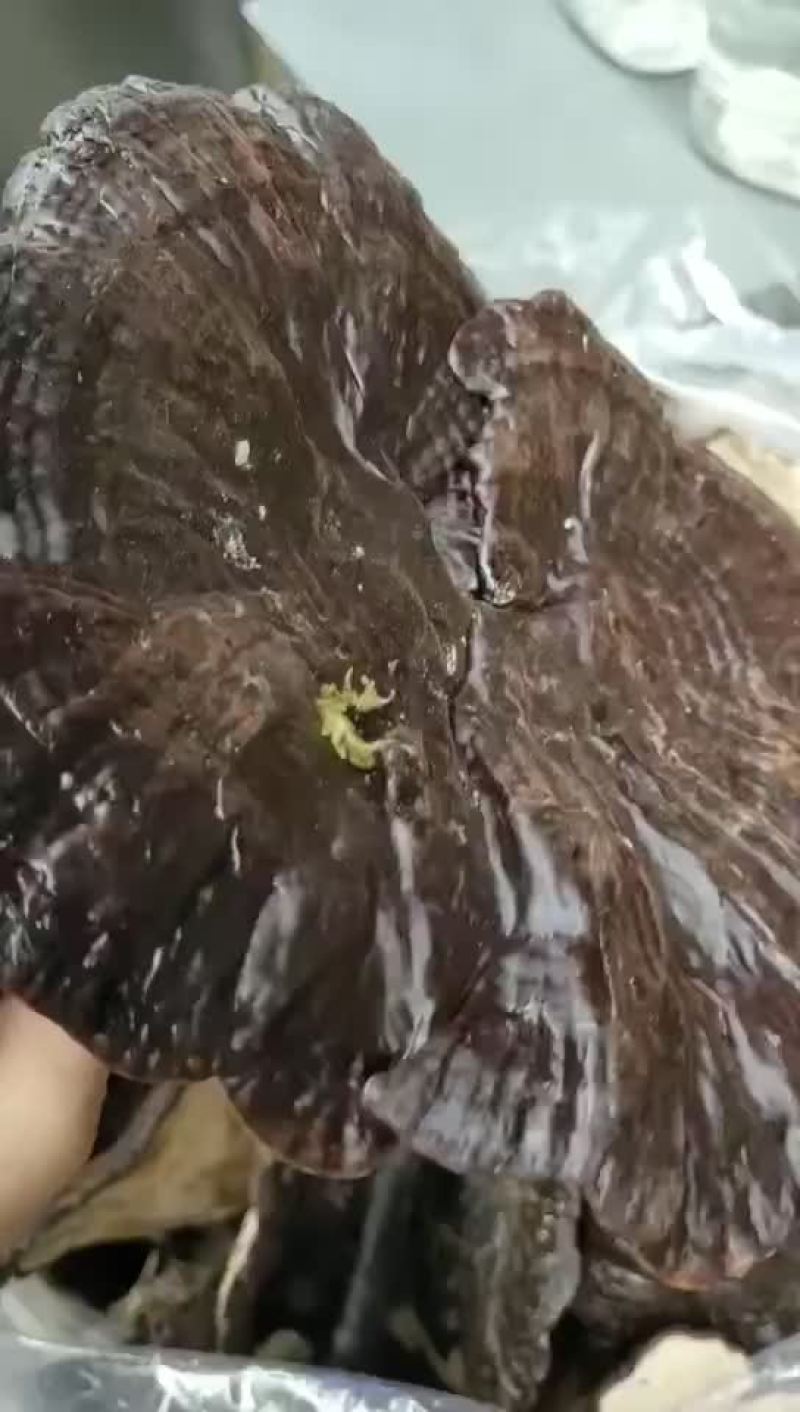 灵芝