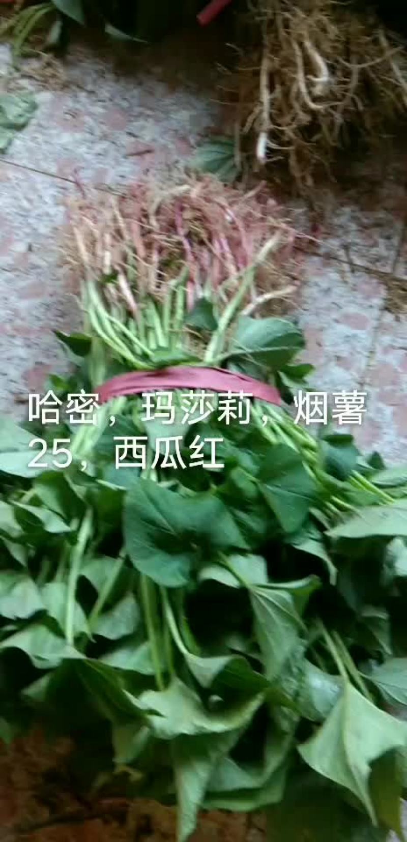红薯苗