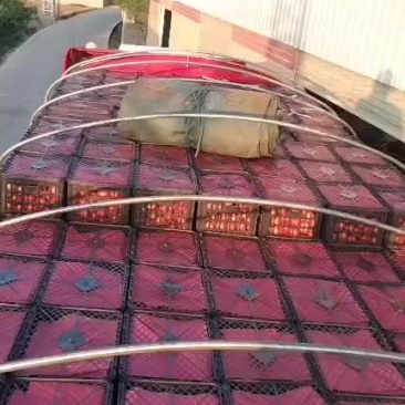 云南硬粉西红柿