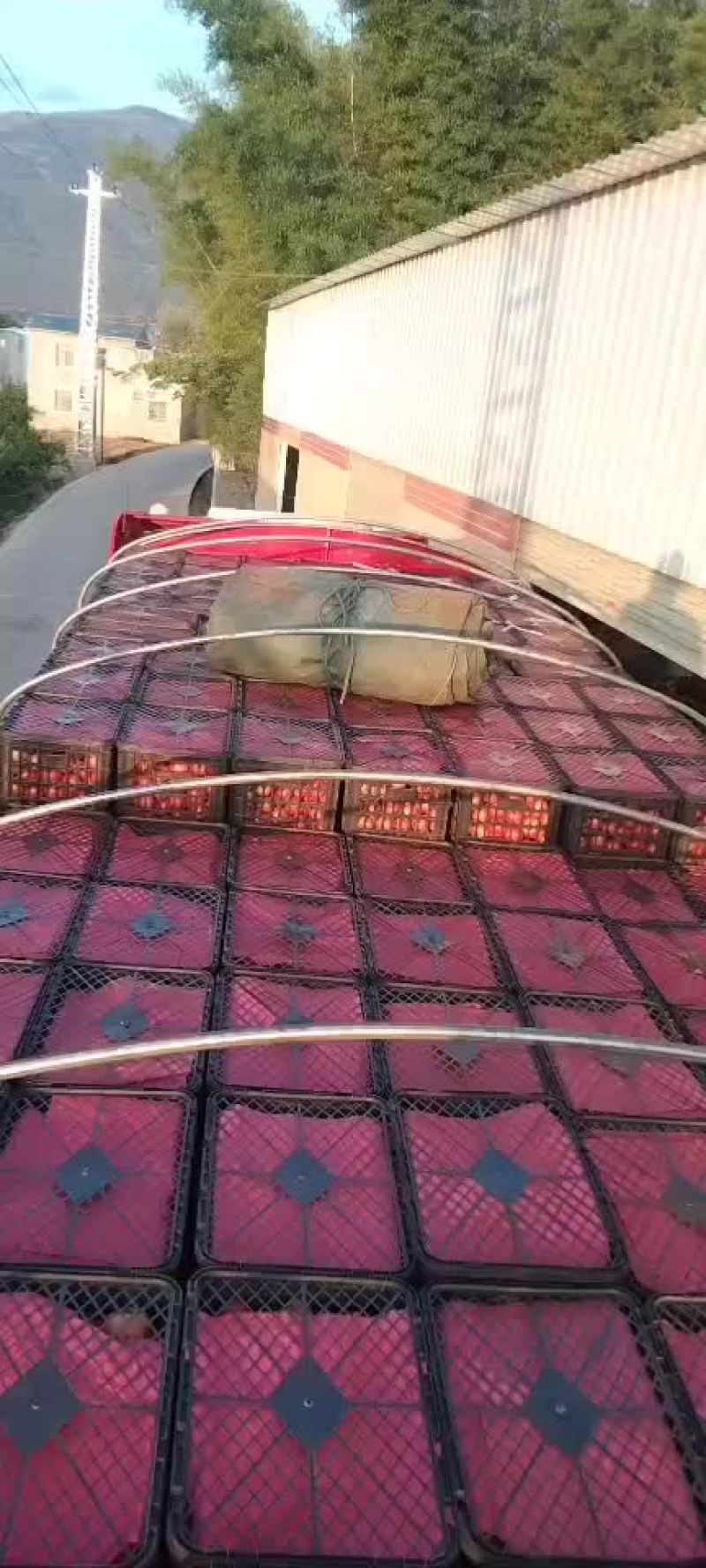云南硬粉西红柿