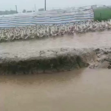 老鹅，400多天