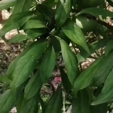 正中曲尺脆李，倒计时了，七天