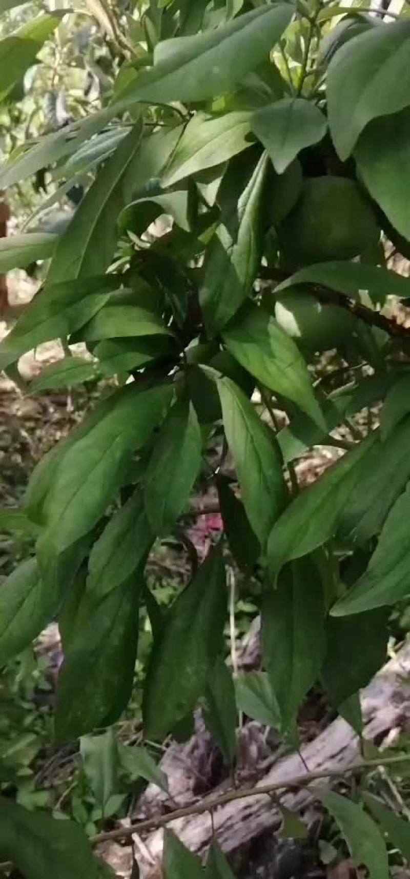 正中曲尺脆李，倒计时了，七天