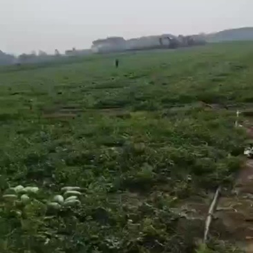 十八岁姑凉
