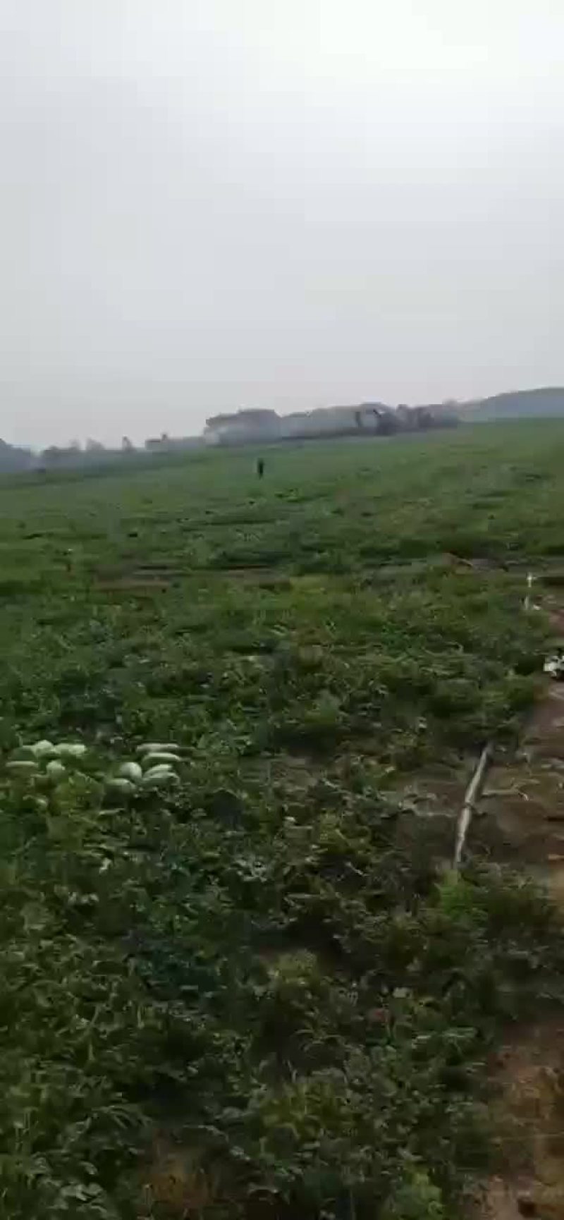 十八岁姑凉