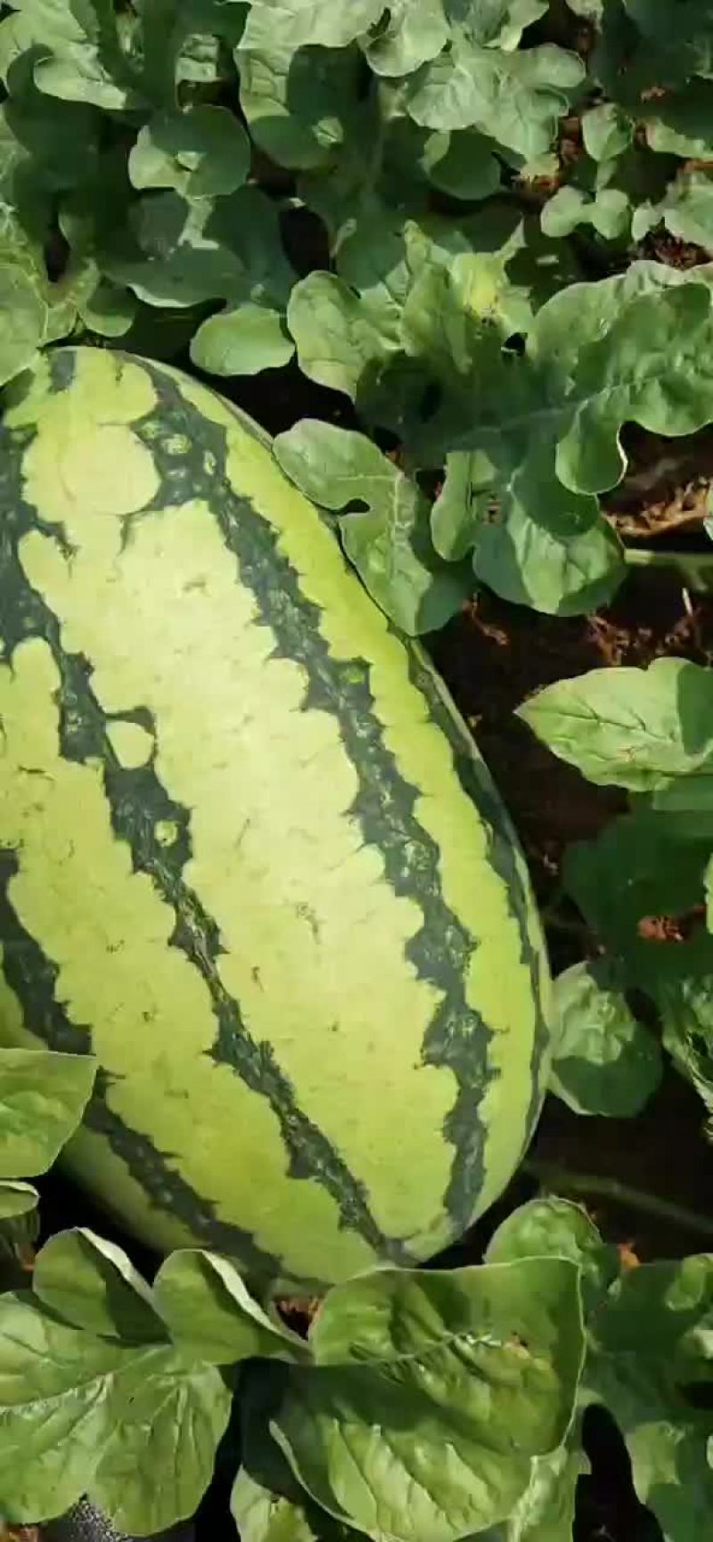 广本地西瓜绿爽